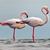 کمبود منابع آبی مهمترین دغدغه برای میزبانی از پرندگان مهاجر در خراسان شمالی