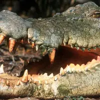 گاز کروکودیل کشنده تره یا کوسه ؟!