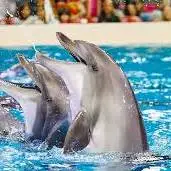 محاصره قایق بازدیدکنندگان توسط دلفین ها