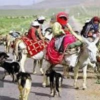 عشایر در فصل کوچ نگران تامین علوفه دامهای خود نباشند