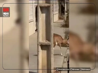 ورود میش وحشی به معابر شهری لواسان