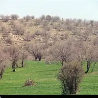 محکومان تخریب منابع طبیعی کهگیلویهوبویراحمد به احیای محیطزیست مکلف شدند