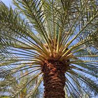 حال نخلهای اراک خوب است؛ سبز و سرحال در جای جدیدشان