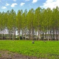 برداشت بیش از ۶۵۰ تن چوب  از اراضی کشاورزی دهلران