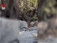 ثبت تصویر پلنگ در منطقه چاروسای کهگیلویه