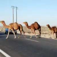 تصادف با شتر این بار به خیر گذشت