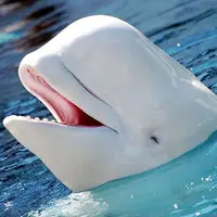 نهنگ دندان دار زرگترین عضو خانواده دلفین ها