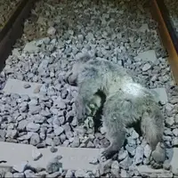 یک قلاده خرس در مازندران بهدلیل برخورد با قطار تلف شد