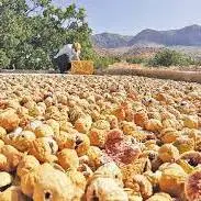 پاییز بزرگترین انجیرستان دیم جهان، استهبان