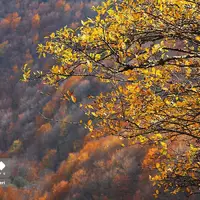  سمفونی رنگ‌های پاییزی در کوهستان چالوس