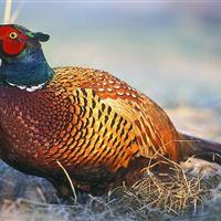 قرقاولها؛ آواز رنگها در نوار مرزی اردبیل