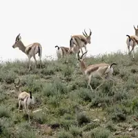 آغاز سرشماری آهوان منطقه حفاظتشده «مند» بوشهر
