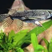 پروانه ماهی با بال های بزرگ 