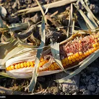 برداشت ذرت علوفه ای دام