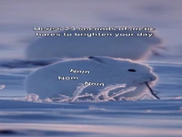 ۲۳ ثانیه با خرگوش‌های قطبی در صبح شنبه