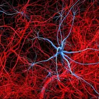 آلزایمر با تخریب عصب‌ها در بافت چربی، فراتر از مغز اثر می‌گذارد