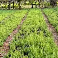 گوناگون/ ماجرای گیاهی روسی در دل کویر ایران