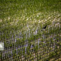 کشت پاییزه در ایلام بر مدار واقعیتهای اقلیمی و منابع آبی