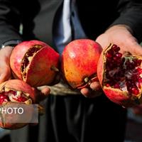 یاقوتهای کردستان در واپسین روزهای برداشت/ روایتی از رنج و گنج