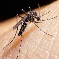 شیوع نگرانکننده تب دنگی در هرمزگان؛ آمار مبتلایان امسال 12 برابر شد