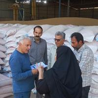 بازدید ناظران موسسه بذر و نهال کشور از تولید بذر در ایلام