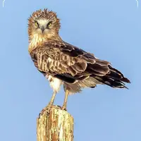 تصویری از عقاب مارخور در همدان