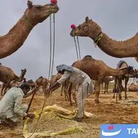 جشنواره شتر در شهر صحرایی پوشکارِ هند