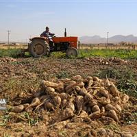 لزوم تغییر فصل کشت چغندرقند در خراسان‌شمالی؛ پاییزه‌کاری راه نجات آب