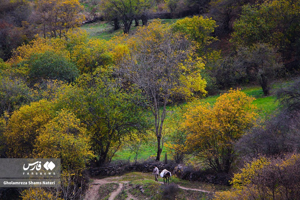  سمفونی رنگ‌های پاییزی در کوهستان چالوس