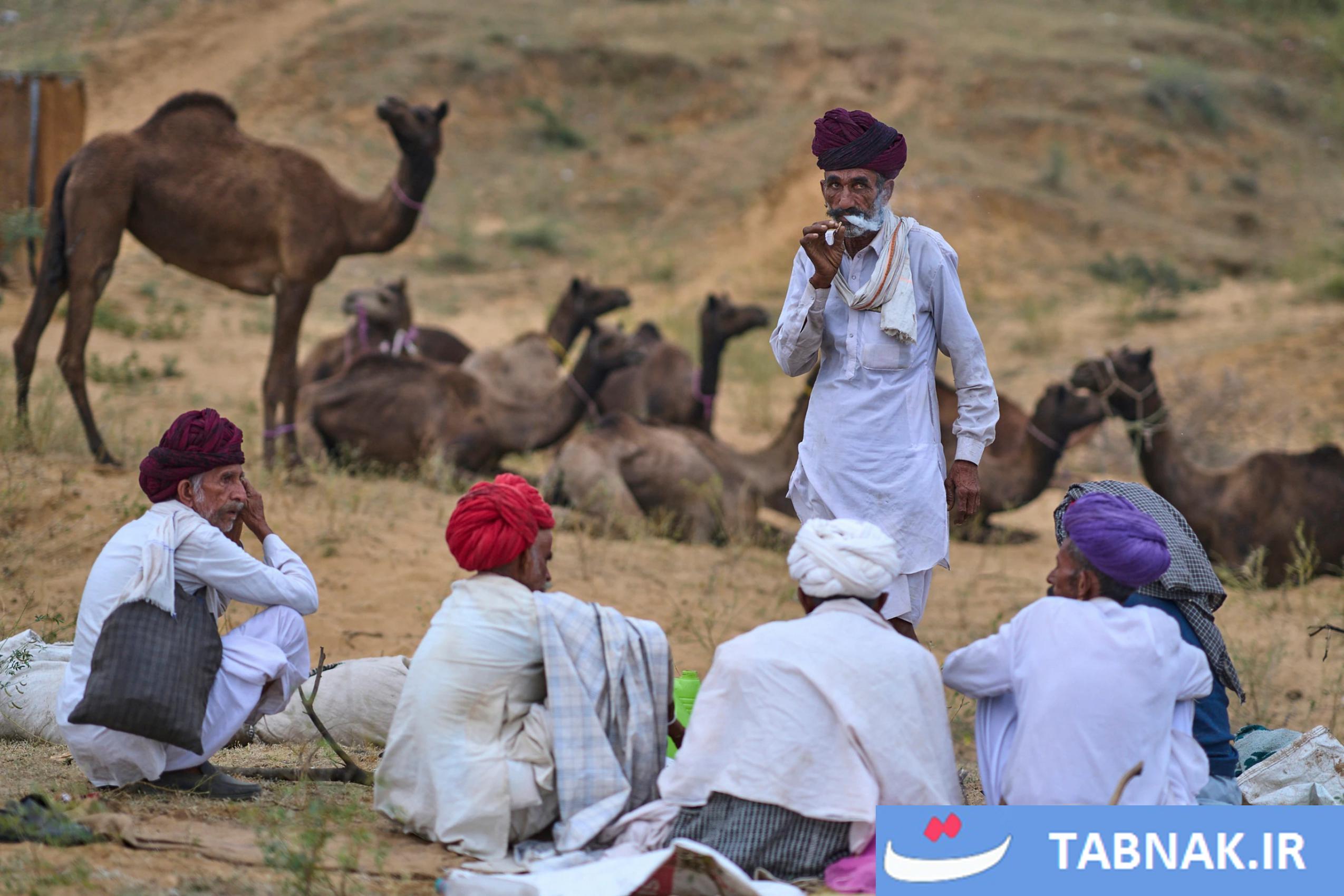جشنواره شتر در شهر صحرایی پوشکارِ هند