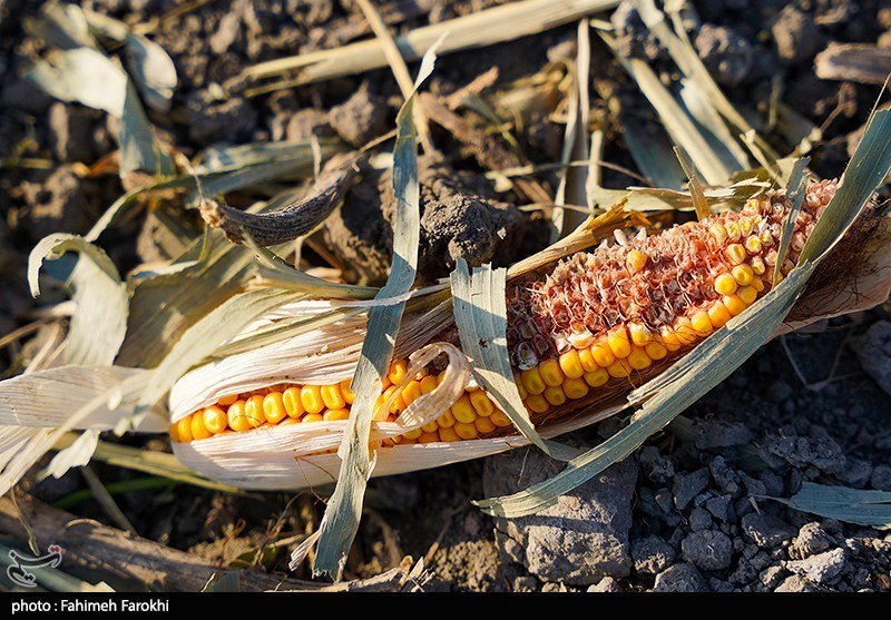 برداشت ذرت علوفه ای دام