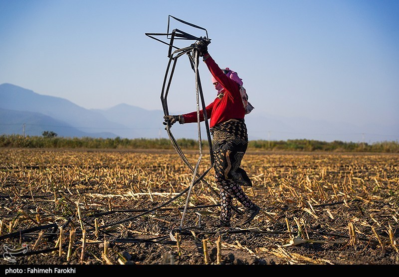 برداشت ذرت علوفه ای دام