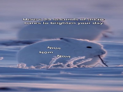 ۲۳ ثانیه با خرگوشهای قطبی در صبح شنبه