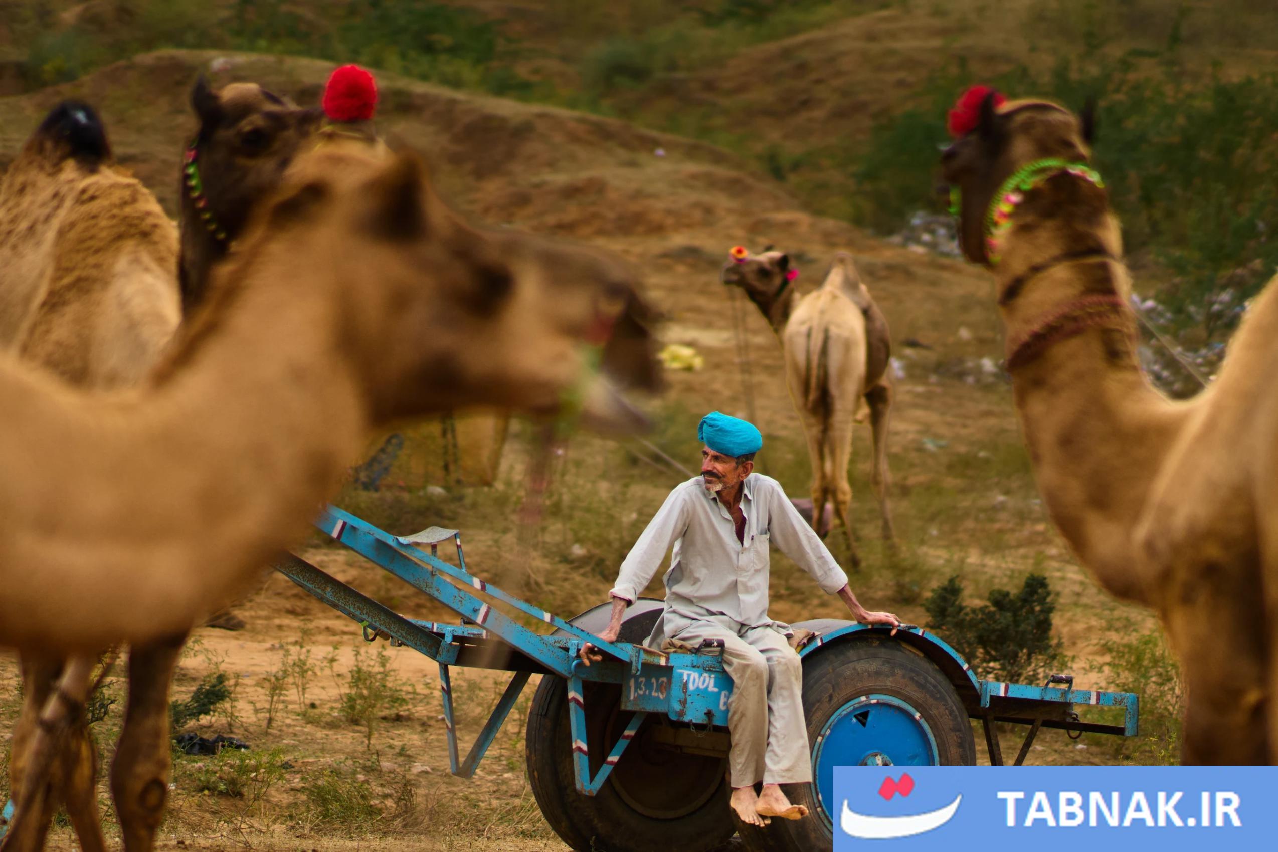 جشنواره شتر در شهر صحرایی پوشکارِ هند