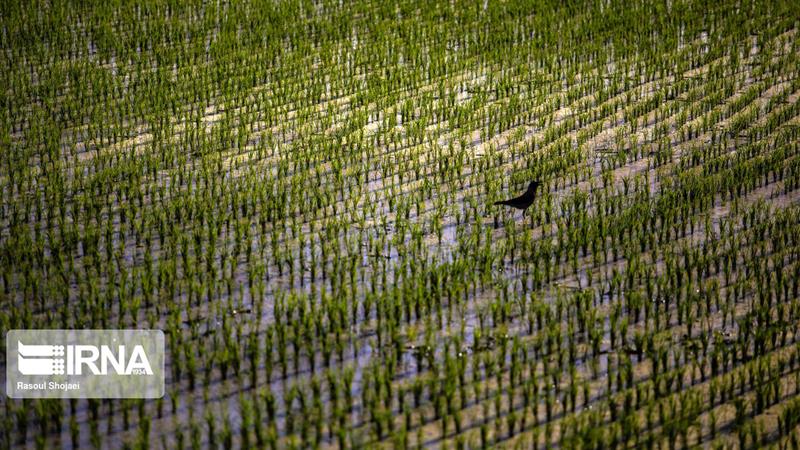 کشت پاییزه در ایلام بر مدار واقعیتهای اقلیمی و منابع آبی