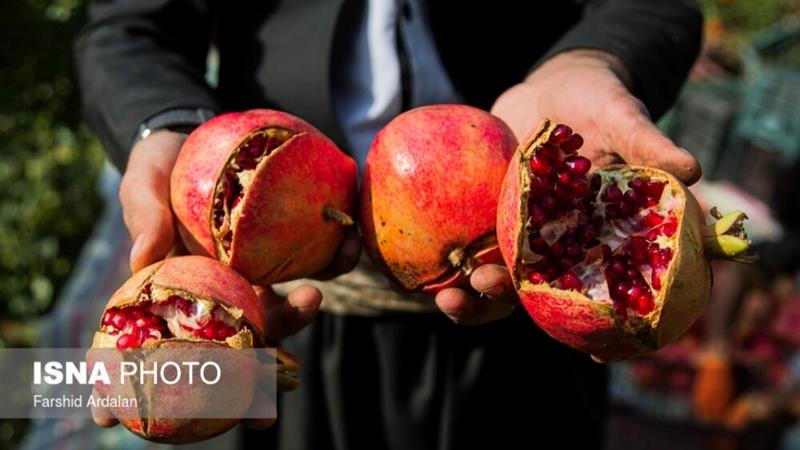 یاقوتهای کردستان در واپسین روزهای برداشت/ روایتی از رنج و گنج