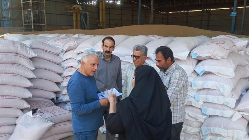 بازدید ناظران موسسه بذر و نهال کشور از تولید بذر در ایلام