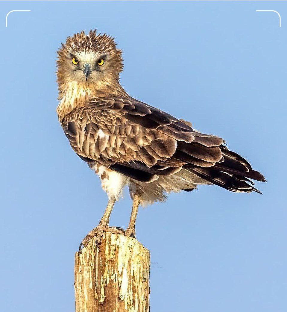 تصویری از عقاب مارخور در همدان