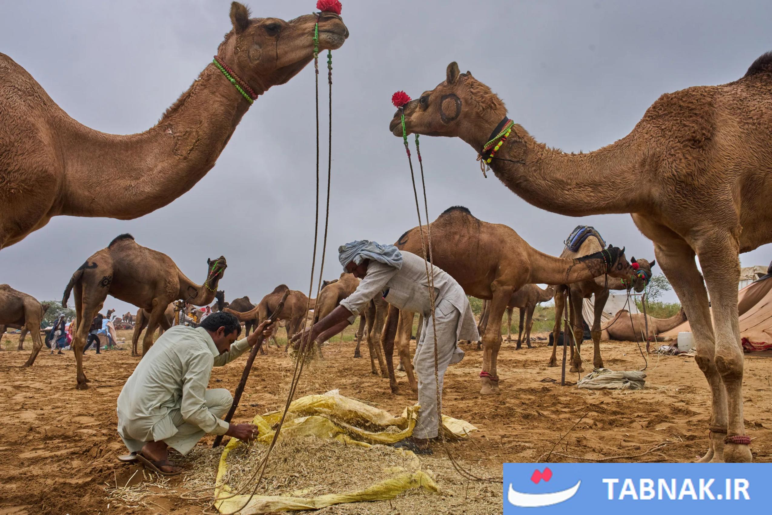 جشنواره شتر در شهر صحرایی پوشکارِ هند