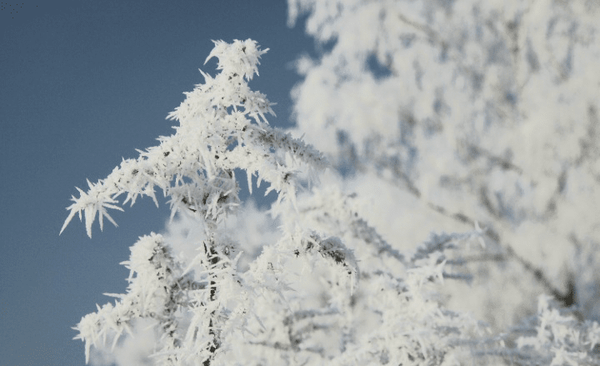 یخبندانهای شبانه در راه کرمان