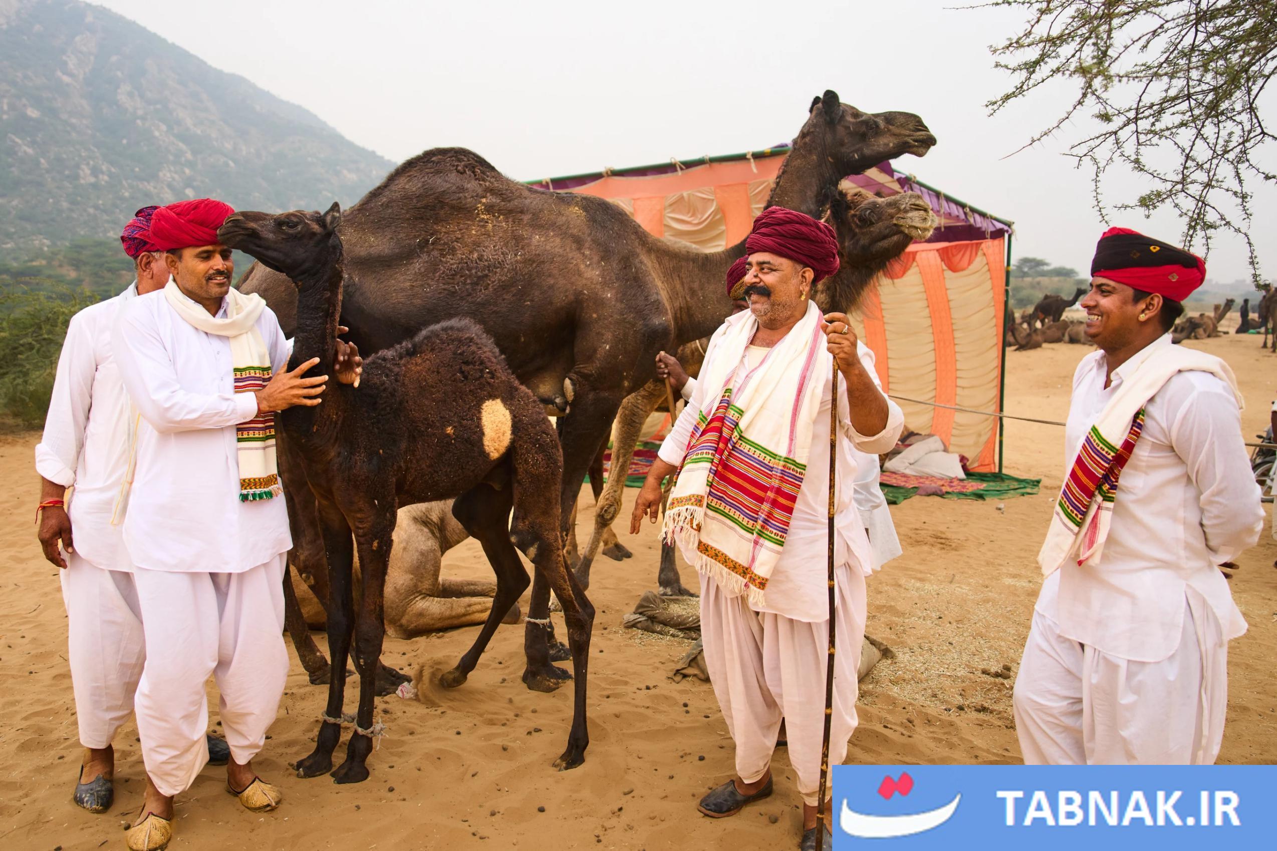 جشنواره شتر در شهر صحرایی پوشکارِ هند