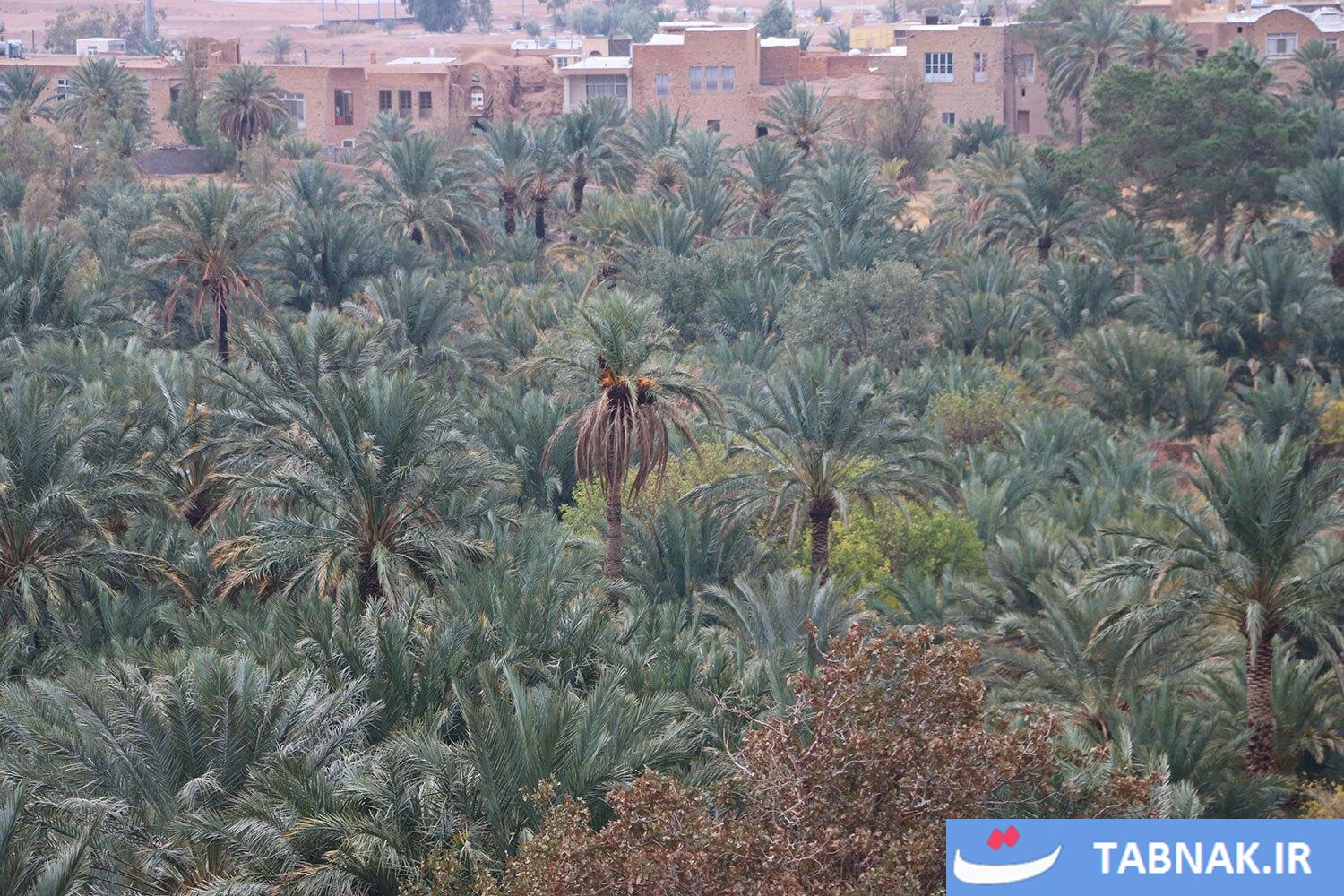 تصاویری از نخلستانهای خور و بیابانک