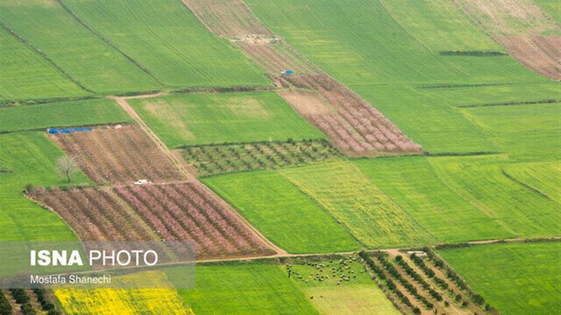 اجرای الگوی کشت و طرح سازگاری با خشکسالی در دستور کار جهادکشاورزی زنجان