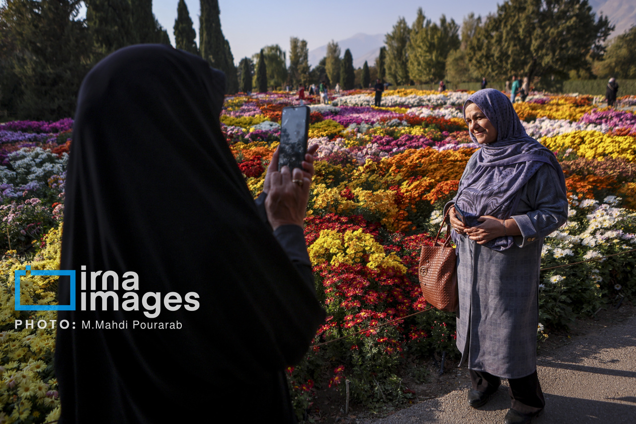 جشنواره گل‌های داوودی