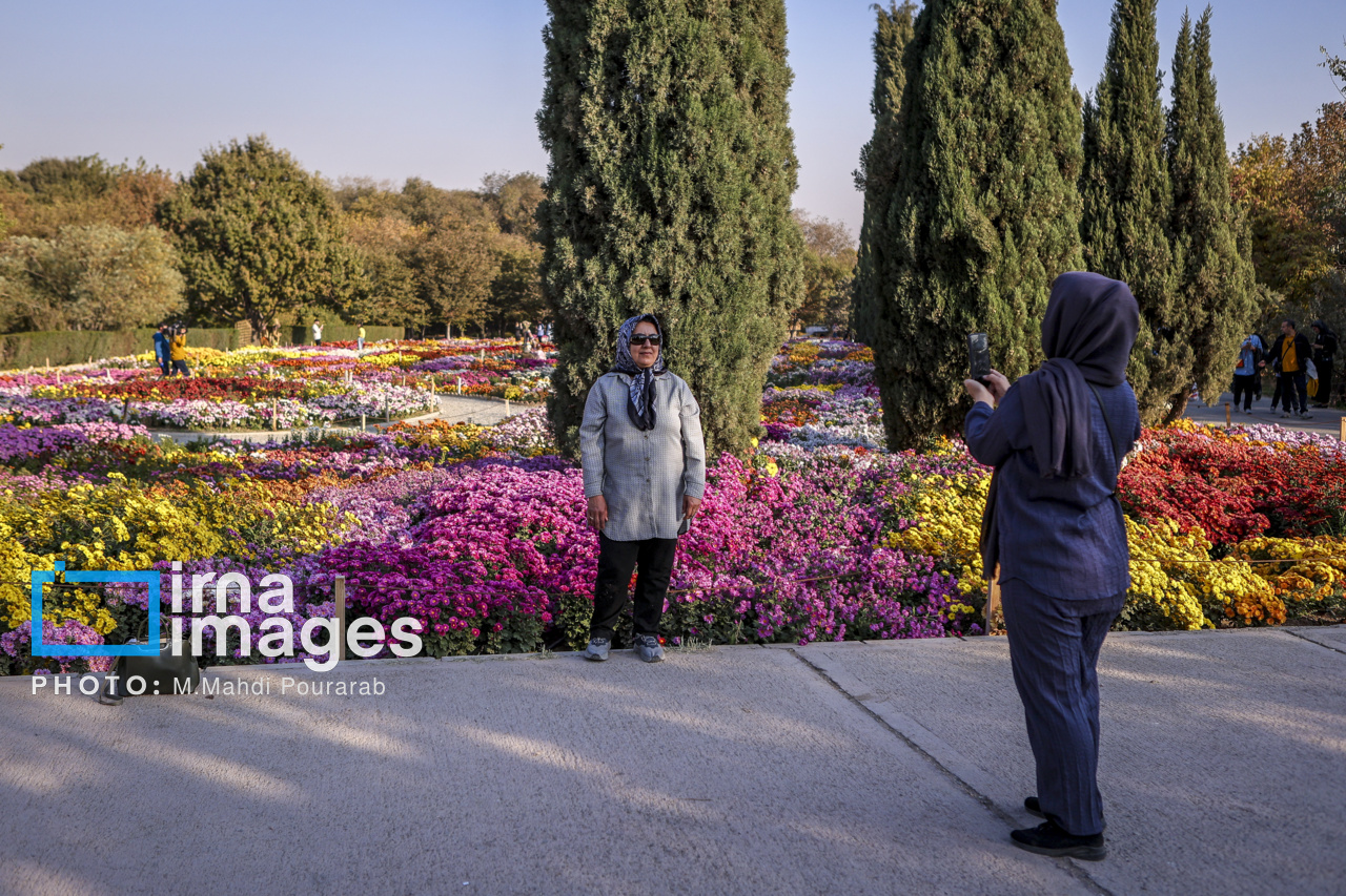 جشنواره گل‌های داوودی