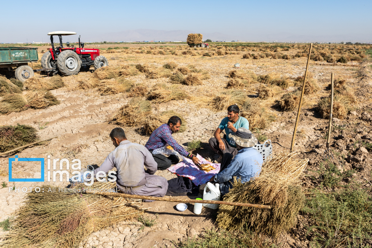 جاروی سنتی قَرامَلِک در دستان بانوان خانهدار تبریز