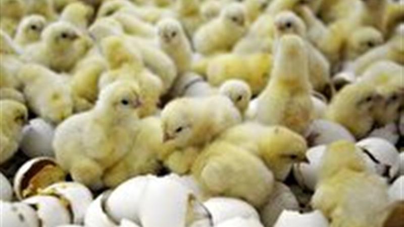 عبور میزان جوجهریزی در واحدهای پرورش مرغ گوشتی از مرز ۲۲ میلیون قطعه