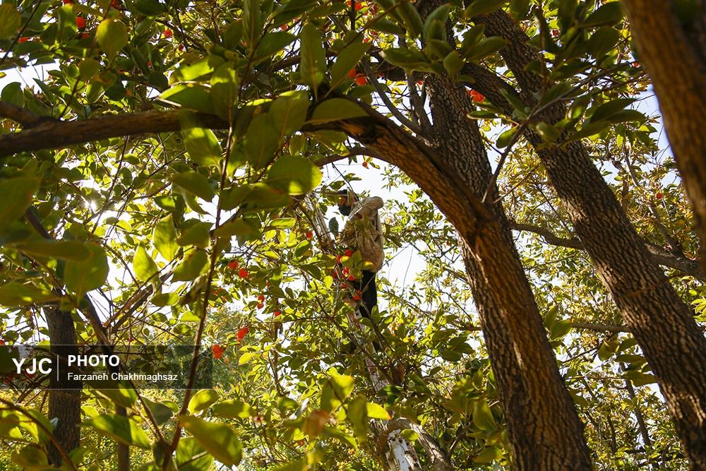 فصل شیرین خرمالوی سرخ باغ‌های شیراز