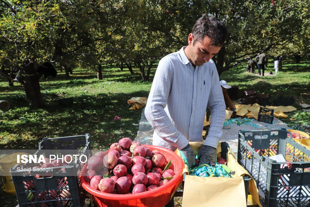 برداشت سیب از باغات مراغه