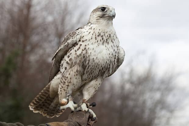 محموله قاچاق پرندگان کمیاب و گرانقیمت در بوشهر توقیف شد